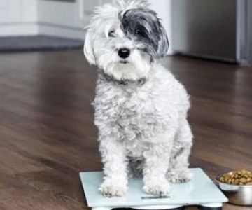 Best Diet for Overweight Dogs – Healthy and Effective Solutions for Managing Dog Weight