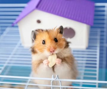 Best Hamster Habitats for Larger Spaces – Spacious Cages for Your Hamster's Comfort