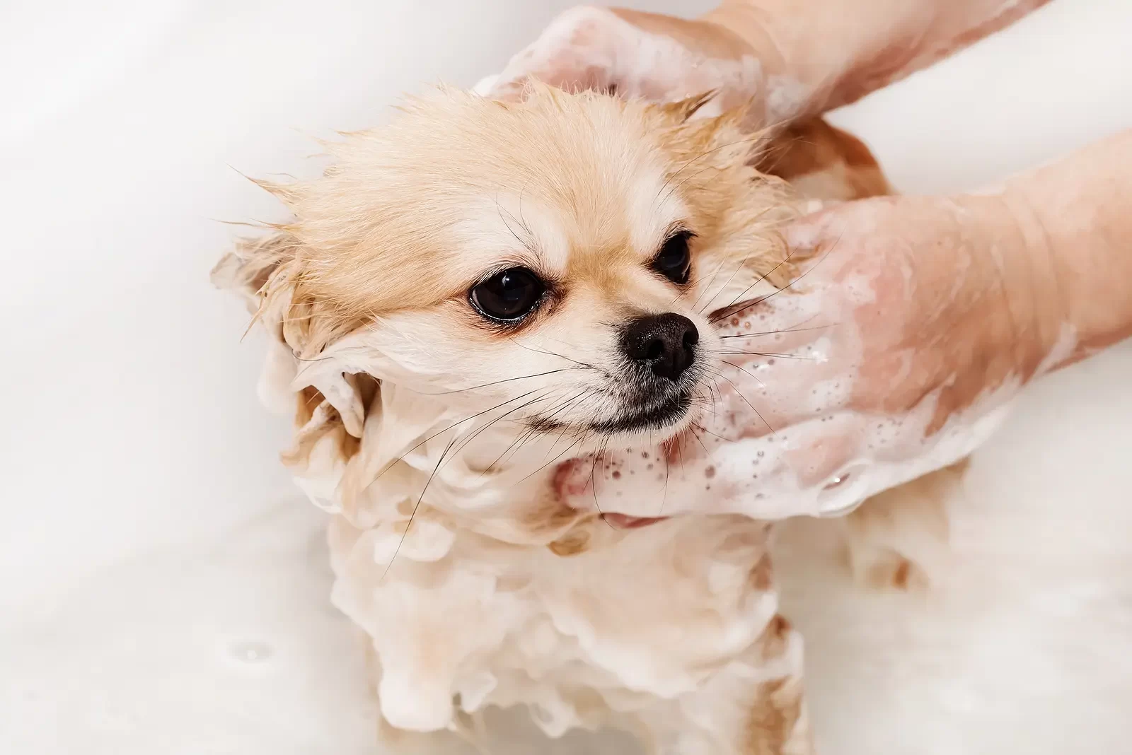 Best Dog Shampoos for Sensitive Skin and Allergies – Top Choices for Itchy Skin Relief