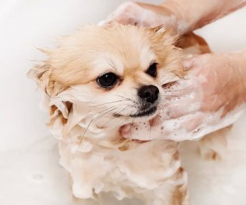 Best Dog Shampoos for Sensitive Skin and Allergies – Top Choices for Itchy Skin Relief
