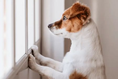 How to Train a Dog to Stop Barking When Left Alone – Effective Methods to Tackle Separation Anxiety