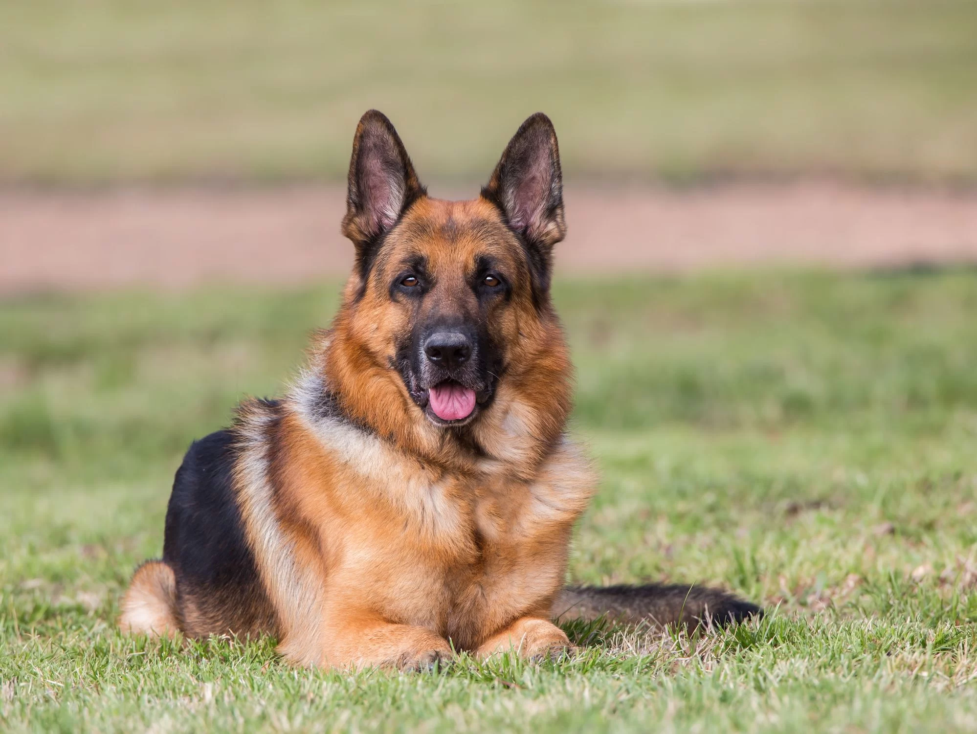 Best Dog Breeds for Protection and Security – Top Guard Dogs for Your Home