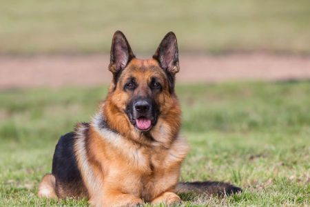 Best Dog Breeds for Protection and Security – Top Guard Dogs for Your Home