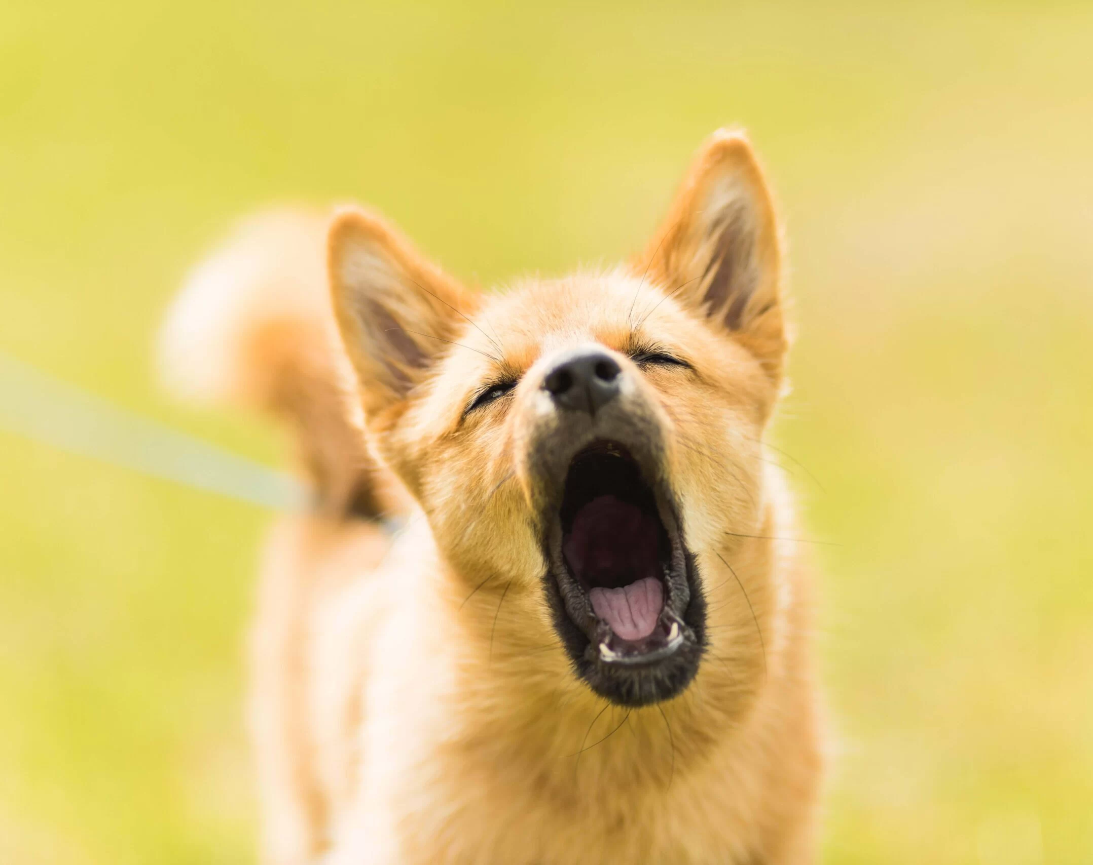 How to Train Your Dog to Stop Barking at the Mailman – Effective Dog Training Solutions