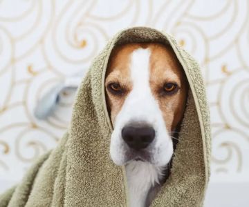 Best Natural Shampoos for Dogs – Top Organic Dog Shampoo Picks for Healthier Fur