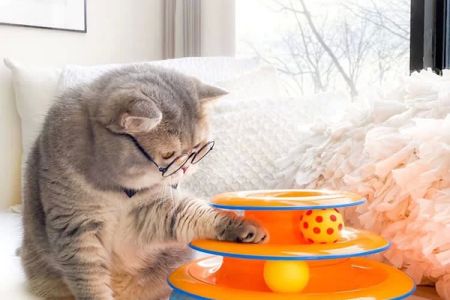 Best Interactive Toys for Cats – Top Picks for Engaging Playtime and Enrichment