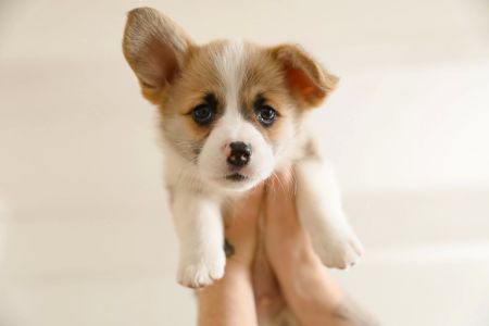 Best Puppy Training Tips for Beginners – Effective Tips for Raising a Well-Behaved Puppy