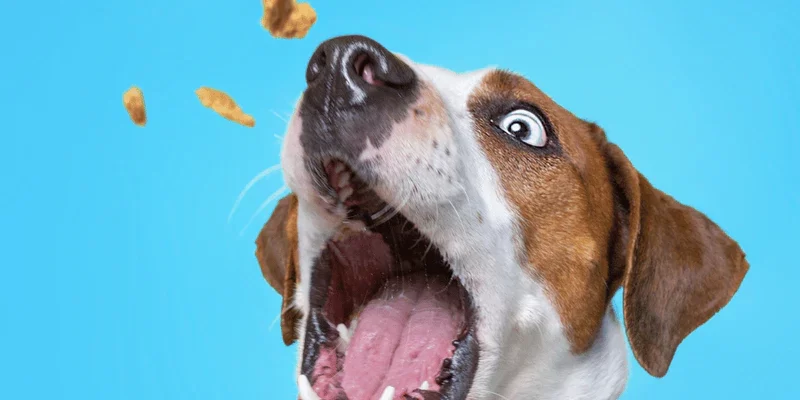 Best Healthy Dog Treats for Training – Nutritious and Effective Treats for Your Dog’s Training Success