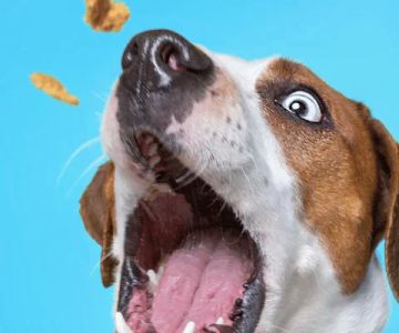 Best Healthy Dog Treats for Training – Nutritious and Effective Treats for Your Dog’s Training Success