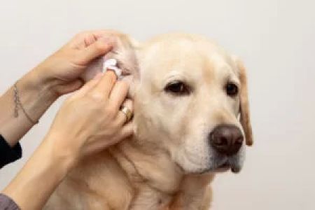 How to Treat Ear Infections in Pets: A Comprehensive Guide