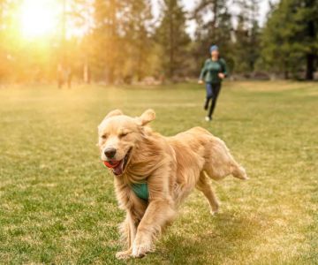 Pet Weight Management Programs Near Me: Find the Best Solutions for Your Pet’s Health