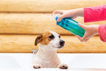 Best Pet Grooming Products for Sensitive Skin: Care for Your Pet's Sensitive Skin with the Right Products