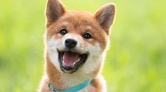 Puppy Vaccinations and Healthcare Plans: Essential Guide to Keeping Your Puppy Healthy