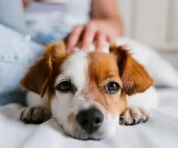 Pet Weight Management Programs Near Me | Tailored Pet Health Solutions at Hidden Brook Veterinary