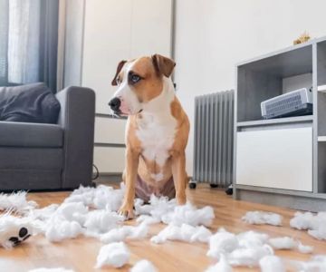 How to Manage a Pet’s Arthritis: Effective Strategies and Treatments for Pet Joint Health