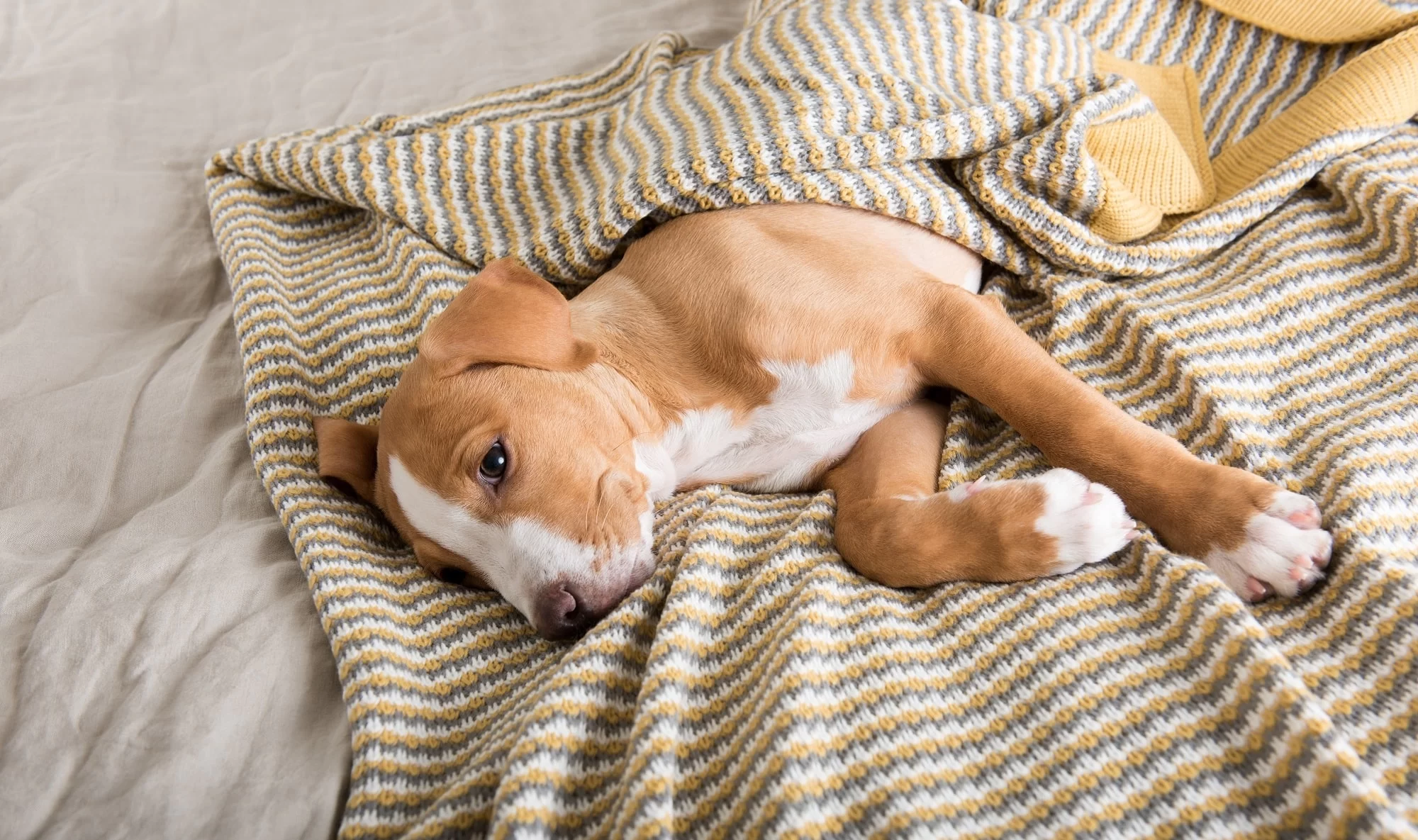 How to Care for a Sick Pet at Home: Essential Tips and Advice