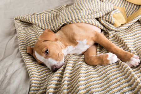 How to Care for a Sick Pet at Home: Essential Tips and Advice