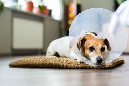 Benefits of Spaying or Neutering Your Pet: Health, Behavioral, and Environmental Advantages