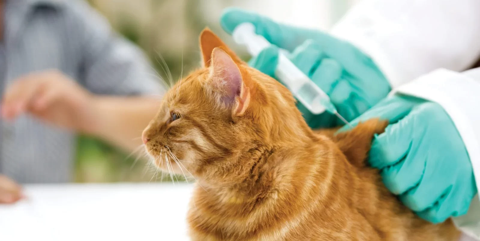 Affordable Low-Cost Vaccination Clinics for Pets: Essential Services to Keep Your Pet Healthy