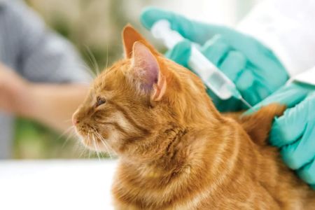 Affordable Low-Cost Vaccination Clinics for Pets: Essential Services to Keep Your Pet Healthy