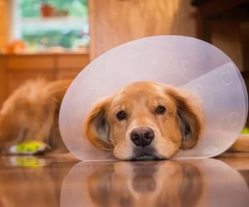 Essential Tips for Caring for Your Pet After Surgery