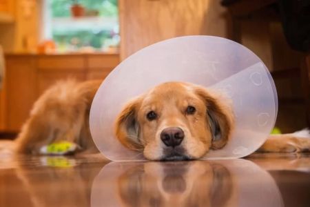 Essential Tips for Caring for Your Pet After Surgery