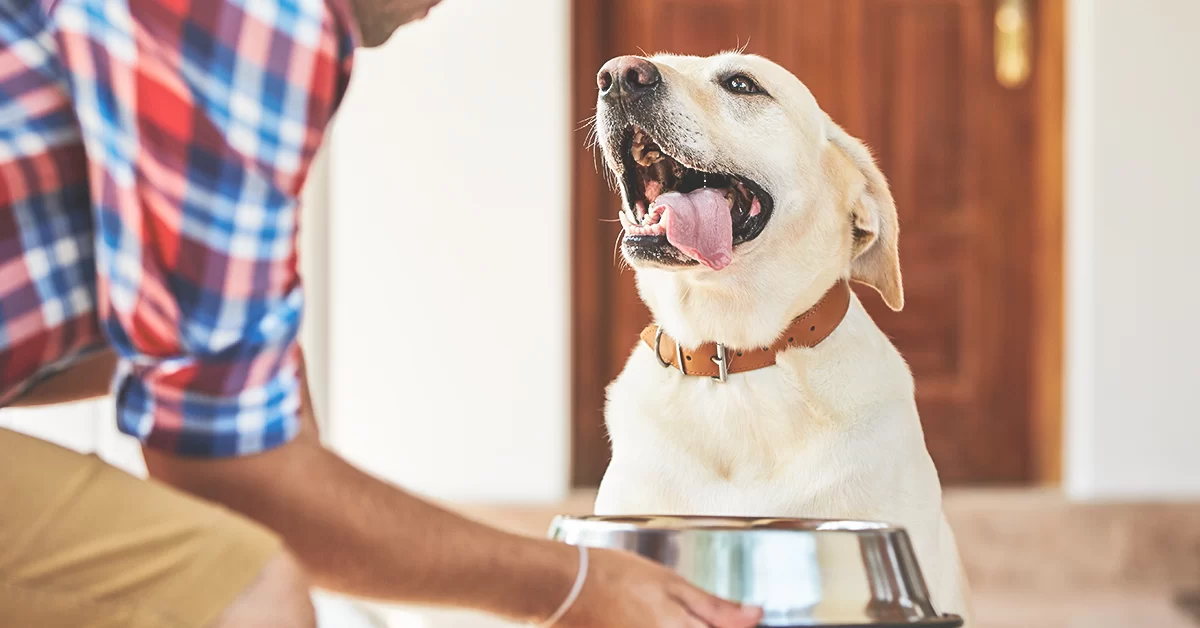 How to Choose the Right Pet Food: A Complete Guide for Pet Owners