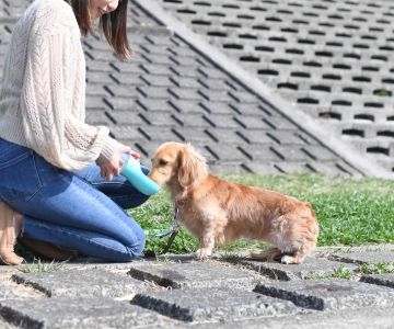 Best Practices for Pet Hydration and Nutrition: A Guide to Keeping Your Pet Healthy and Hydrated