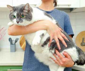 How to Manage Pet Obesity and Weight Loss – Effective Solutions for Your Pet's Health