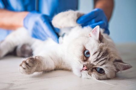 Signs Your Pet Needs an Emergency Vet Visit – How to Recognize Critical Health Issues