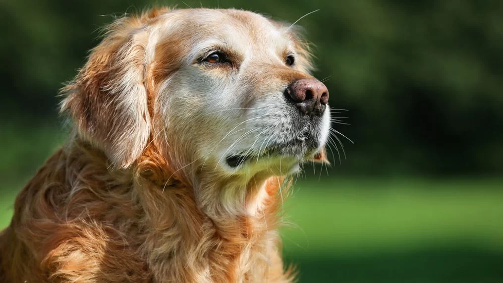 How to Care for Elderly Pets with Arthritis: Tips for Keeping Your Furry Friend Comfortable