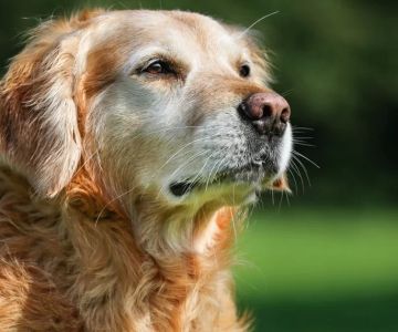 How to Care for Elderly Pets with Arthritis: Tips for Keeping Your Furry Friend Comfortable