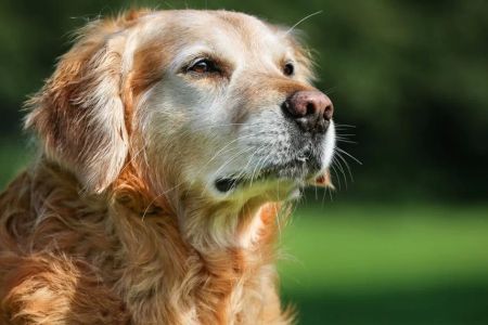 How to Care for Elderly Pets with Arthritis: Tips for Keeping Your Furry Friend Comfortable