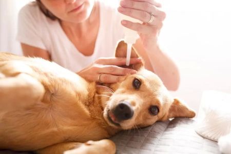 How to Treat Ear Infections in Pets: Effective Remedies and Prevention Tips