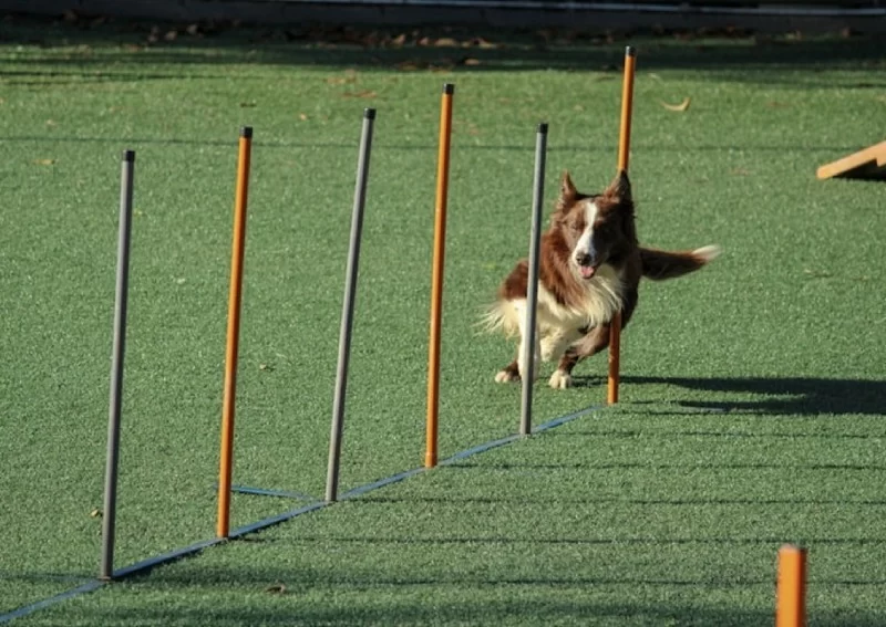 Affordable Dog Training and Obedience Classes: Teach Your Dog New Skills on a Budget