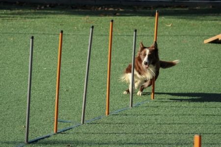 Affordable Dog Training and Obedience Classes: Teach Your Dog New Skills on a Budget