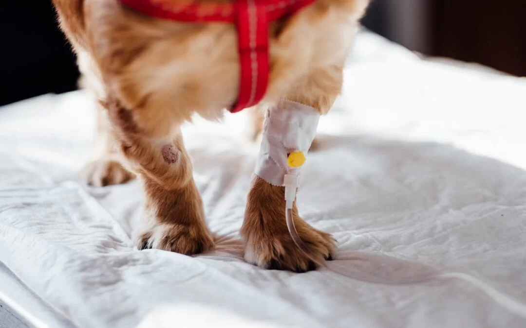 Pet Surgery Recovery: Essential Tips for Helping Your Pet Heal
