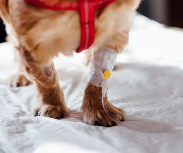 Pet Surgery Recovery: Essential Tips for Helping Your Pet Heal