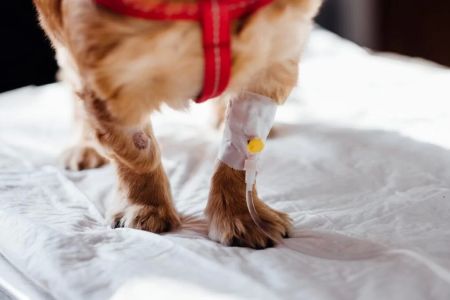 Pet Surgery Recovery: Essential Tips for Helping Your Pet Heal