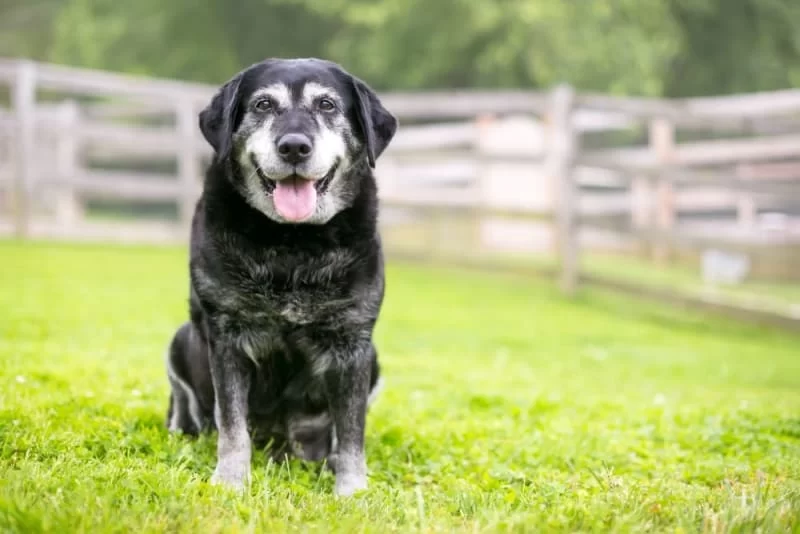 Essential Tips for Senior Pet Care: Ensuring Your Aging Pet’s Comfort and Health