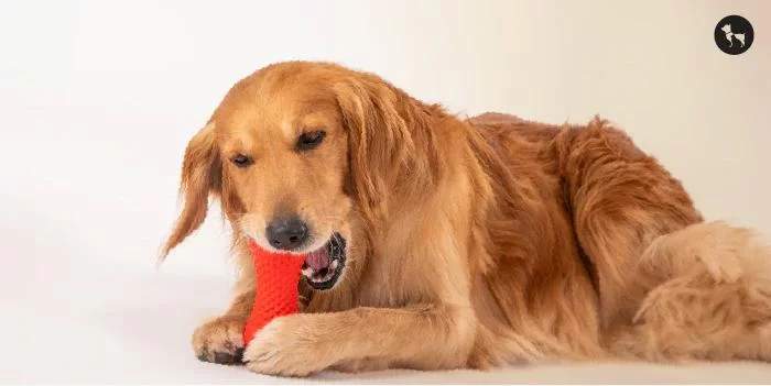Understanding Pet Orthodontics: How to Improve Your Pet's Dental Health