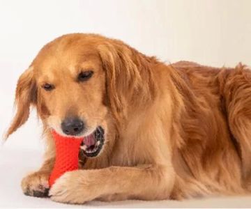 Understanding Pet Orthodontics: How to Improve Your Pet's Dental Health