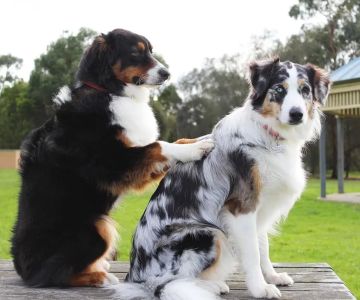 Non-Surgical Veterinary Treatments: Exploring Effective Alternatives for Pet Care