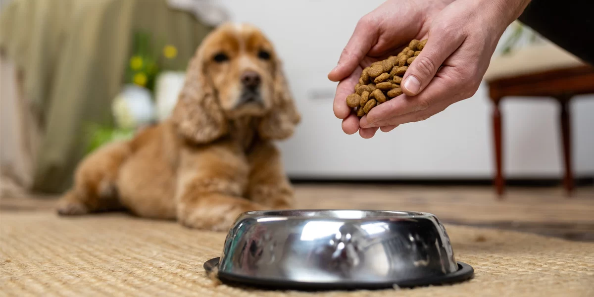 Effective Pet Weight Management: Tips for Maintaining a Healthy Weight for Your Pet