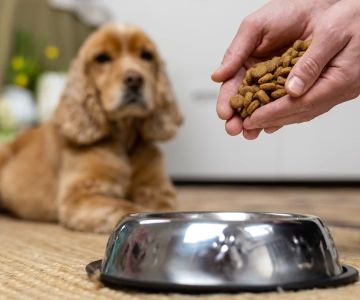 Effective Pet Weight Management: Tips for Maintaining a Healthy Weight for Your Pet