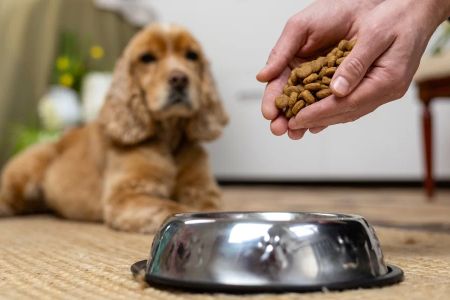 Effective Pet Weight Management: Tips for Maintaining a Healthy Weight for Your Pet