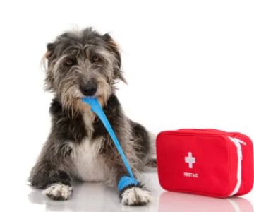 Emergency Pet Care: How to Handle Urgent Situations with Your Pet