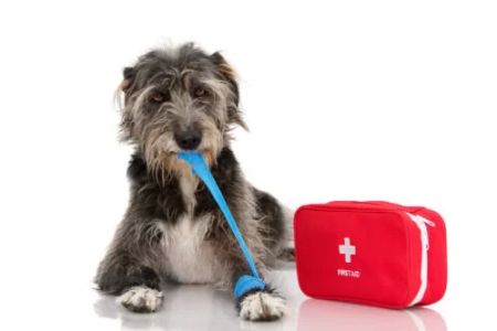 Emergency Pet Care: How to Handle Urgent Situations with Your Pet