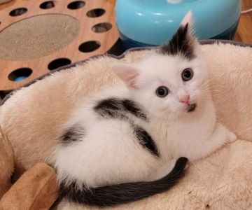 Ultimate Guide to Kitten Socialization: How to Raise a Confident and Friendly Cat