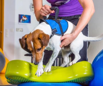 Pet Rehabilitation Services: Helping Your Pet Recover and Thrive